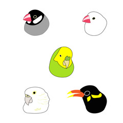 Fototapeta premium myna bird, parakeet, parrot, birds, budgerigar, java sparrow