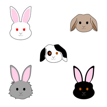 bunnies: dwarf rabbit,black rabbit,white rabbit