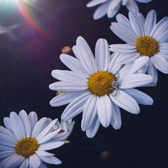 beautiful white daisy flowers in the garden in springtime