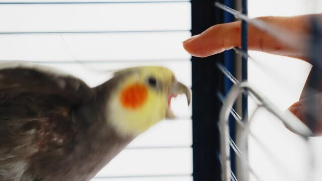 Domestic household cockatiel naughty bird biting owners finger