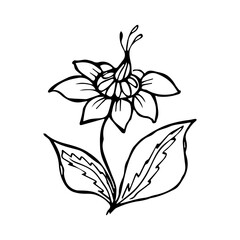 hand drawn flower single doodle element