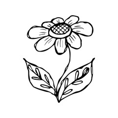 hand drawn flower single doodle element