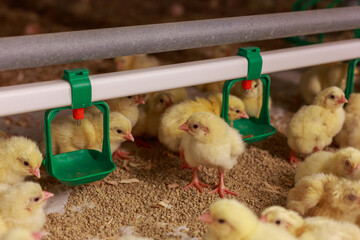 Yellow chicks in grow out house of chicken farm. - obrazy, fototapety, plakaty