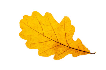 a bright oak autumn leaf on a white background, isolated