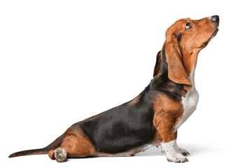 Domestic basset hound isolated on white background