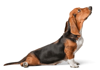 Domestic basset hound isolated on white background
