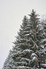 Vertical photo of thick branches of Christmas trees are covered with snow against the background of the winter sky