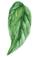 Green tropical leaf on isolated background, watercolor botanical painting, hand drawn.