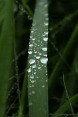 Macro photography of water droplets on a leaf
