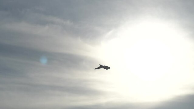 A singl bird in the blue cloudy sky at dawn. seagull flying in slow motion during sunset