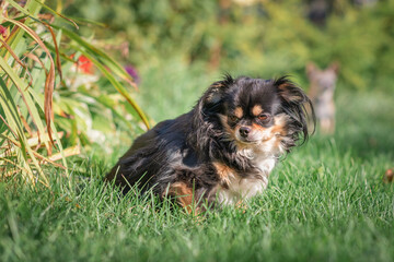 Little purebred chihuahua on a walk in the garden.