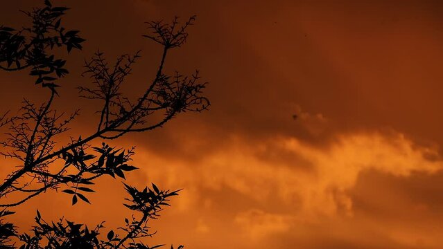 silhouette of a tree branch against the background of a yellow sunset, dawn and flying birds