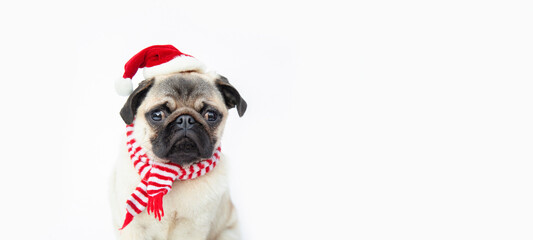 cute funny little happy welsh corgi cardigan puppy wearing santa hat sitting on white background...