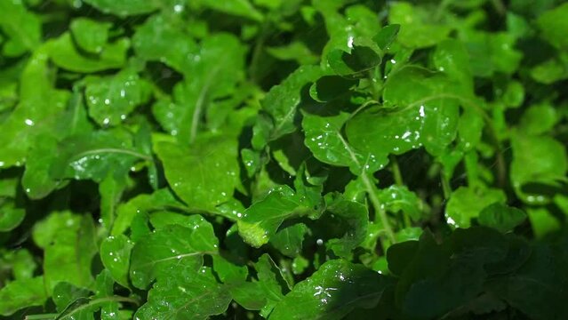 Watering arugula plants in a vegetable garden. Slow-motion, close-up.