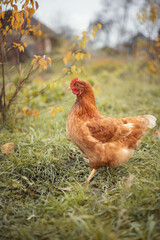 Photo of a domestic chicken in the autumn garden.