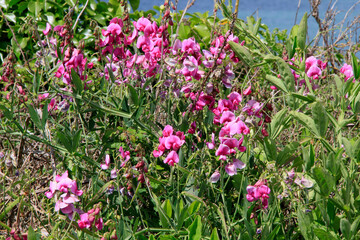 des pois de senteurs