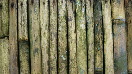 mossy bamboo fence as a backdrop