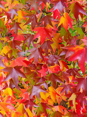 Bunte Blätter vom Amerikanischen Amberbaum im Herbst