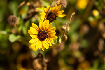 sunflowers in the garden