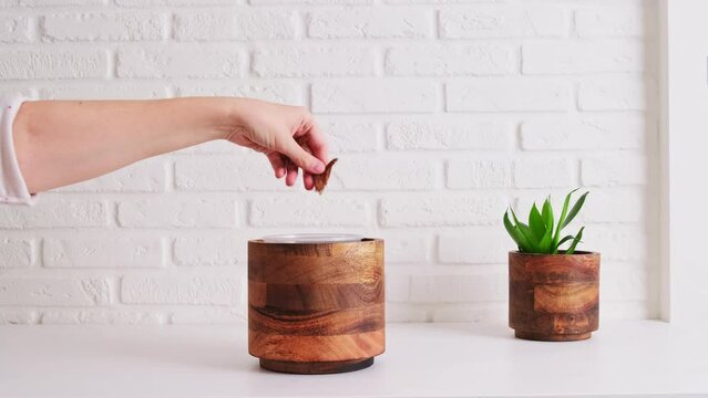 Woman gardener pours moss sphagnum for planting houseplant in a pot, home interior. Female hands pouring moss sphagnum into a flower pot for soil preparation, white brick wall background