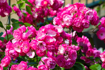 Flower backgroundwith pink roses in the garden