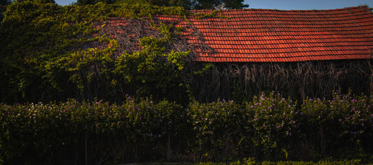 House half covered by crawling weeds