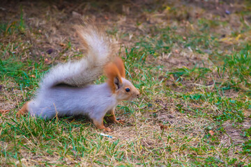 Squirrel in a funny pose stands in the park in autumn
