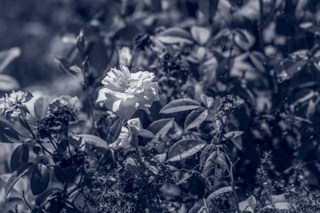 white flowers of a tree