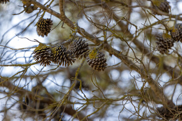 pine cones on a tree