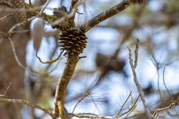 branches of a tree