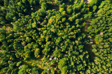 Naklejka premium Top view of the young green top of spruce trees in the forest. Summer landscape of healthy trees, environmental conservation, and biodiversity