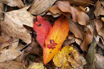 Fall colors and autumn leaves on the ground at path in a forest. 