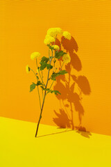 Yellow flowers leaning on yellow ribbed paper wall. Minimal concept.