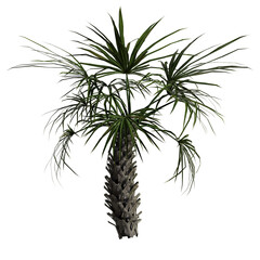 Sabal Palm Tree - Front View