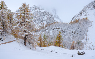 Col de La Cayolle mountain pass in Mercantour National Park with larch trees covered in snow. Ubaye Valley, Alpes-de-Haute-Provence, France - 544068763