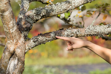 Young adult woman finger pointing to apple tree with dry lichen. Closeup. Fruit trees treatment at orchard in spring or autumn season. Garden problem and solution.