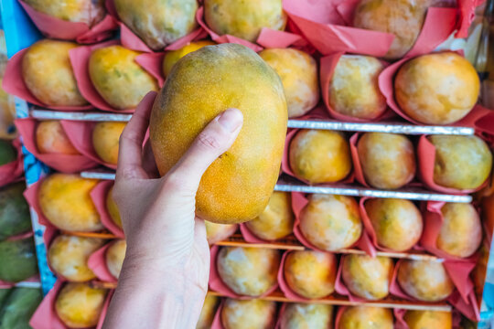 Female Hand Holding Ripe Big Mango Next To Fruit Shelves In Supermarket, Close-up.