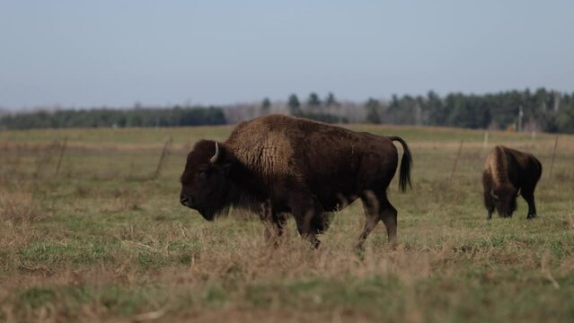 bison strength displayed walking in field epic slomo