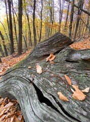Trunk in the forest