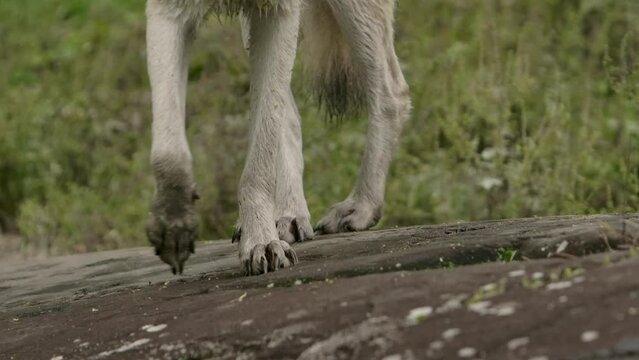 arctic wolf closeup wet paws walk towards camera slomo