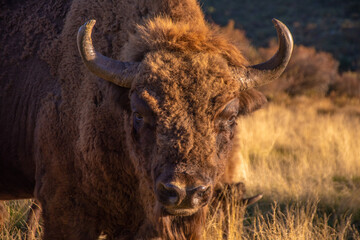 Bisontes europeos en libertad