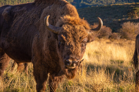 Bisontes europeos en libertad