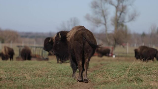 bison walking down trail turns its head to look slomo
