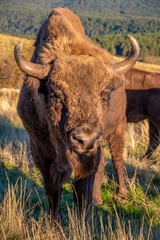 Bisontes europeos en libertad