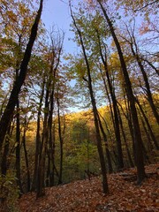 autumn forest in the morning