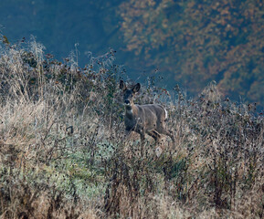 Female roe deer in the meadow