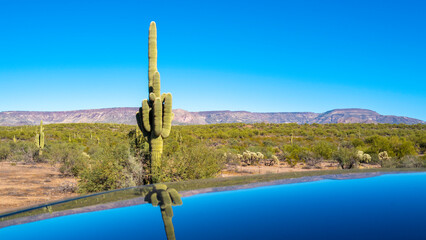Obraz premium Saguaro cactus and reflections, arid desert landscape, in the Kiwanis Community Park near Anthem, north of Phoenix, Arizona 