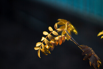 Fototapeta premium Young Rowanberry Tree's Translucent Leaves in Autumn 