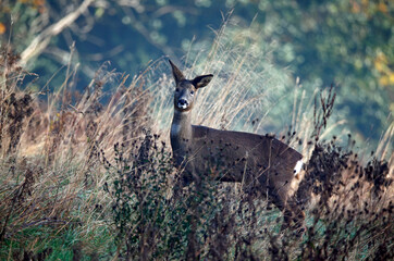 Female roe deer in the meadow