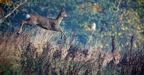 Female roe deer in the meadow
